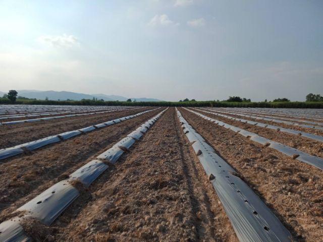 ที่ดินเปล่าจรเข้เผือก รูปที่ 4