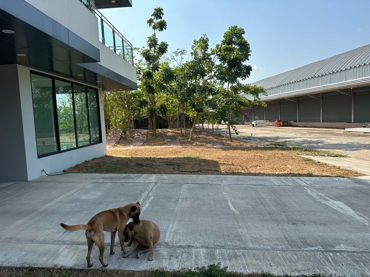 ขายบ้านตึก 4 ชั้น และโกดัง พร้อมบ้านพักคนงาน ศรีมหาโพธิ์ 75 ล้านบาท รูปที่ 4