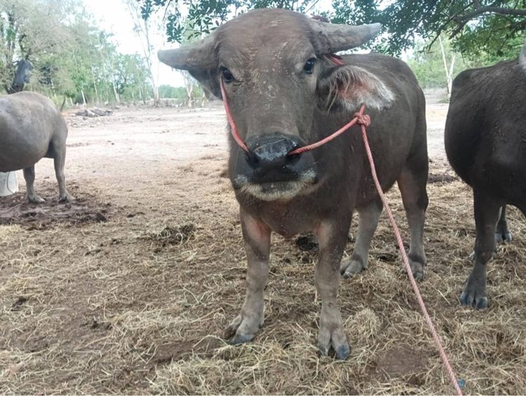 ขายควายตัวผู้ พันธุ์ 9 เจริญ รูปที่ 9