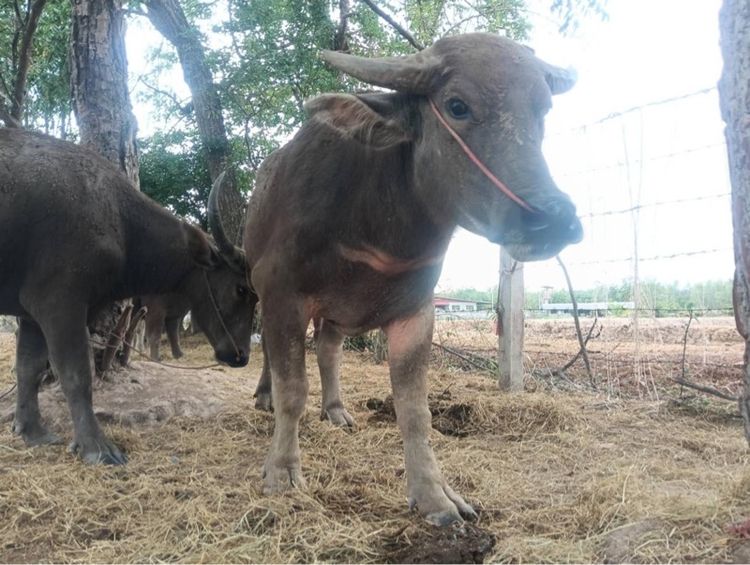 ขายควายตัวผู้ พันธุ์ 9 เจริญ