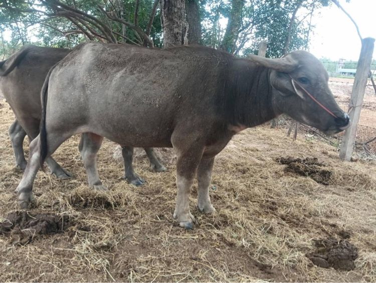 ขายควายตัวผู้ พันธุ์ 9 เจริญ รูปที่ 10