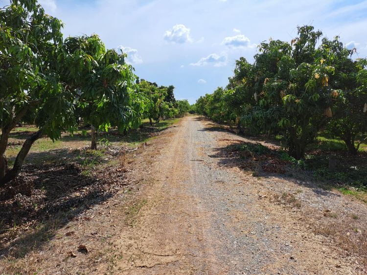 ขายที่ดินโฉนดพร้อมสวนมะม่วงน้ำดอกไม้ รูปที่ 2