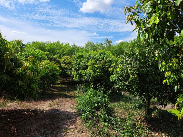 ขายที่ดินโฉนดพร้อมสวนมะม่วงน้ำดอกไม้ รูปที่ 4