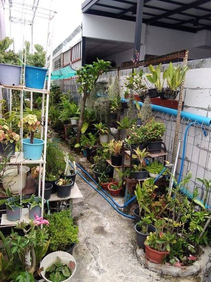 ต้นไม้จริง ขายต้นไม้มงคล 100 กระถางดำ เลือกได้ตามสบาย ตามตกลง ร้านแสงตะวัน249 เอื้ออาทร รังสิต คลอง 9