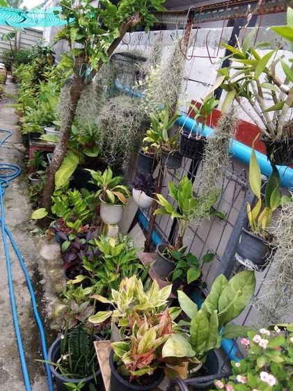 ขายต้นไม้มงคล 100 กระถางดำ เลือกได้ตามสบาย ตามตกลง ร้านแสงตะวัน249 เอื้ออาทร รังสิต คลอง 9 รูปที่ 3