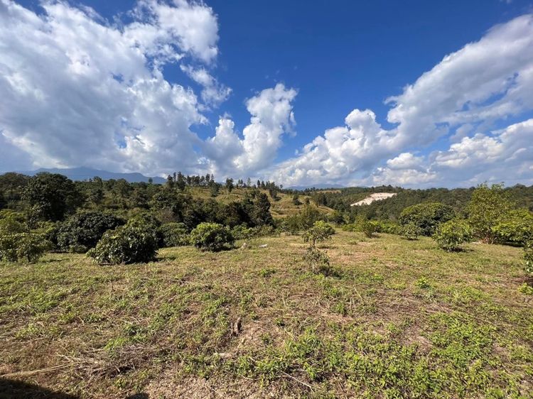 ที่ดินเชียงใหม่ พร้าว รูปที่ 4