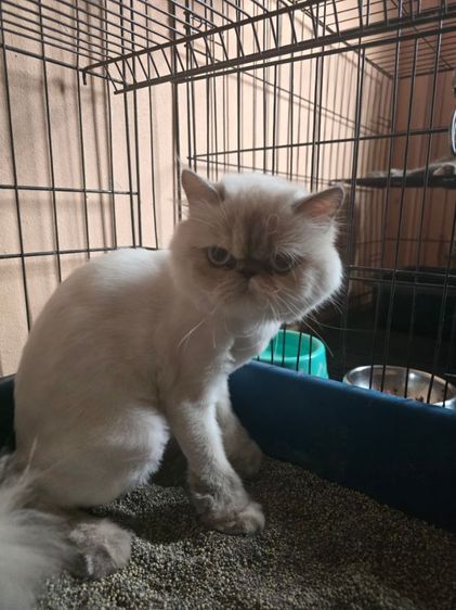 ลดประชากร Exotic longhair รูปที่ 5