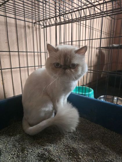 ลดประชากร Exotic longhair รูปที่ 9
