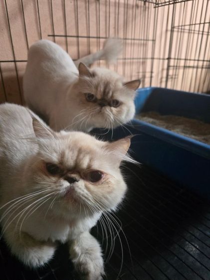ลดประชากร Exotic longhair รูปที่ 3