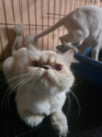 เอ็กโซติก ชอร์ตแฮร์ (Exotic Shorthair) ลดประชากร Exotic longhair