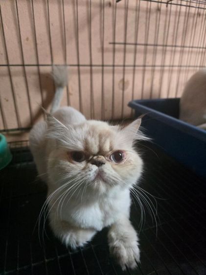 ลดประชากร Exotic longhair รูปที่ 2