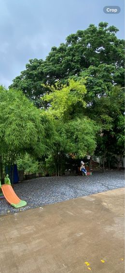 ขายมี่ดิน 47 ตรว