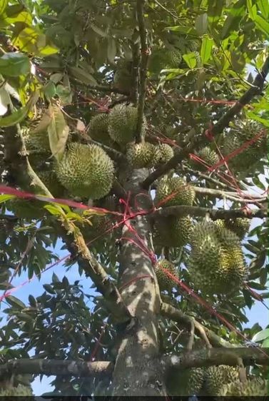 ขายสวนทุเรียน จันทบุรี 51ไร่