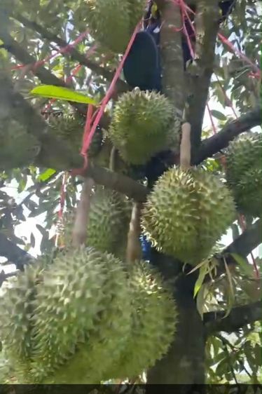 ไม่ใช่ ขายสวนทุเรียน จันทบุรี 51ไร่ รูปที่ 2