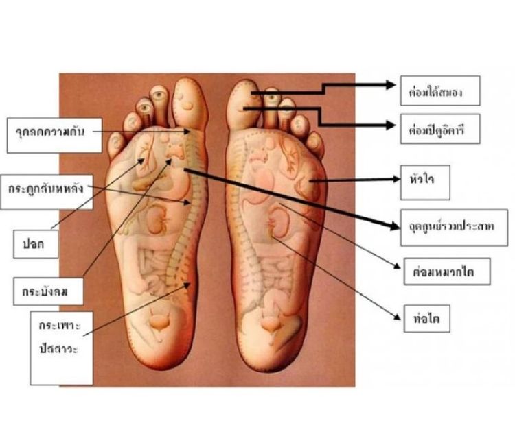 ที่นวดรูปฝ่าเท้า ที่นวดเท้า ที่นวดฝ่าเท้า รูปที่ 4