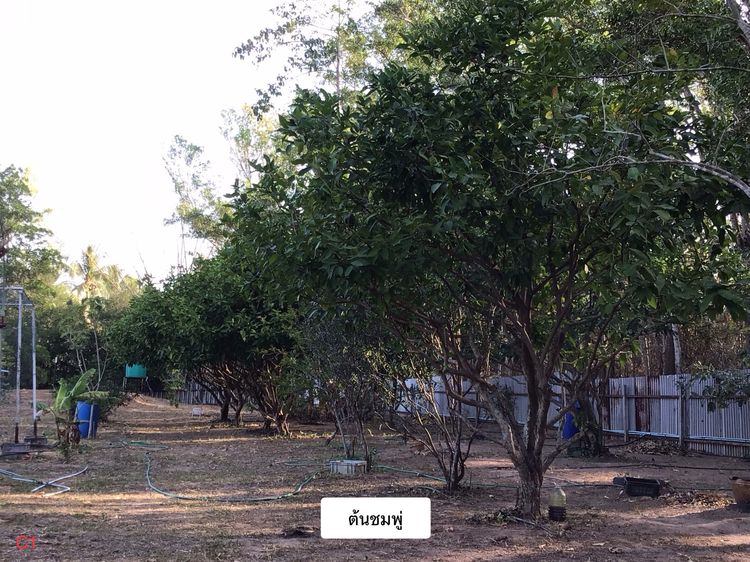 ขายที่ดิน ที่ไม่ใช่ที่ดินเปล่า ล้อมรั้ว 4 ด้าน มีบ้านพัก มีน้ำไฟพร้อม และสวนไม้ผล รูปที่ 3
