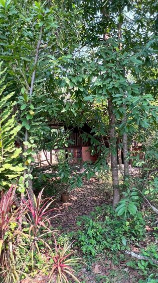 ไม่ใช่ ขายที่ดินพร้อมสวนเกษตรพื้นที่ 1-3-66 ไร่ ราคา 13,000 บาทต่อตรว. เขตป่าข่อยเหนือ ต.สันผีเสื้อ อ.เมืองเชียงใหม่ รูปที่ 4