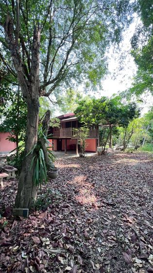 ไม่ใช่ ขายที่ดินพร้อมสวนเกษตรพื้นที่ 1-3-66 ไร่ ราคา 13,000 บาทต่อตรว. เขตป่าข่อยเหนือ ต.สันผีเสื้อ อ.เมืองเชียงใหม่