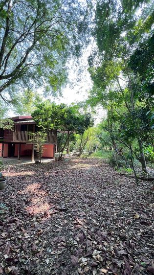 ไม่ใช่ ขายที่ดินพร้อมสวนเกษตรพื้นที่ 1-3-66 ไร่ ราคา 13,000 บาทต่อตรว. เขตป่าข่อยเหนือ ต.สันผีเสื้อ อ.เมืองเชียงใหม่ รูปที่ 2