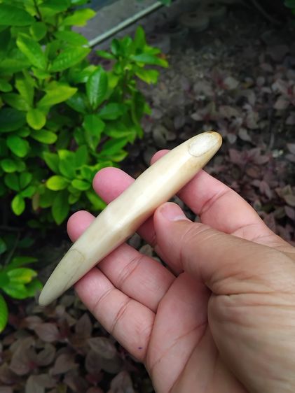 เขี้ยวหมูตัน ขนาดยาวประมาณ 5 นิ้ว เต็มเขี้ยวใหญ่มาก เรียว ยาว มีน้ำหนัก สภาพสวย สมบูรณ์ ผิวมัน วาว และทึบแสง อายุเป็น 100 ปี เก่ามาก แท้ หาย รูปที่ 4