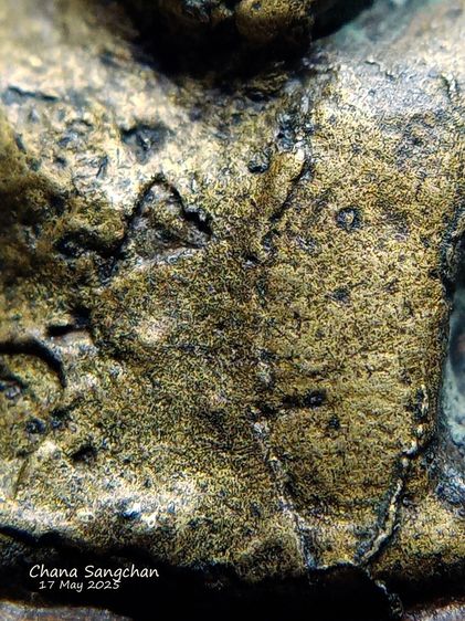 หลวงพ่อเงินอาจารย์ชุ่ม โค๊ต ช สวยเนื้อจัดดูง่าย รูปที่ 13