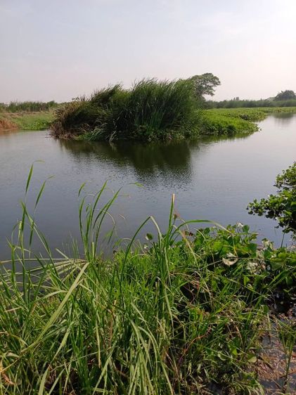 ที่ดินติดทะเลสาป  ขนาดใหญ่ สร้างบ้านเรือนแพได้เลย รูปที่ 3