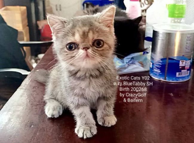 Exotic Cats รูปที่ 9