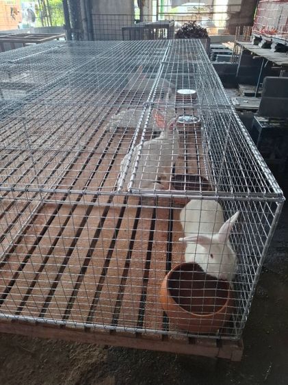 กระต่ายสายพันธ์เนื้อ นิวซีแลนไวน์ รูปที่ 2