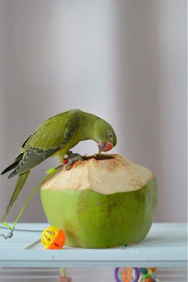 นกแก้วเลี้ยงเชื่อง สายพันธุ์ริงค์เน็ค