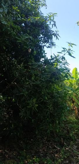 มะม่วงแก้ว มะม่วงโชคอนันต์ รูปที่ 4