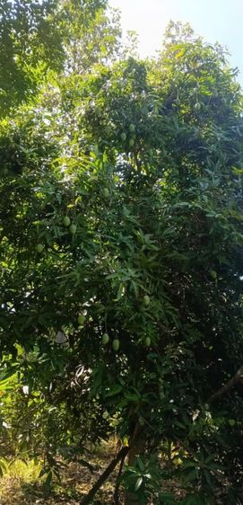 มะม่วงแก้ว มะม่วงโชคอนันต์ รูปที่ 3