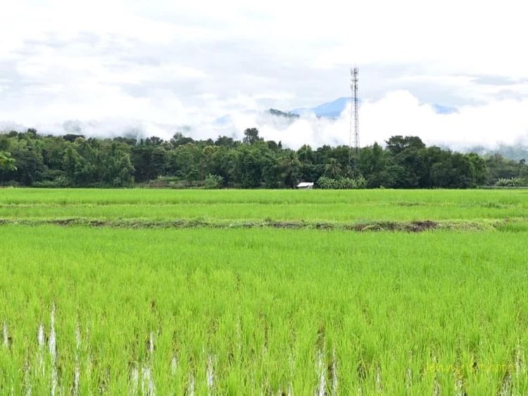 ที่ดินสวย เหมาะทำรีสอร์ทเชิงเกษตรเท่อวเที่ยว รูปที่ 3