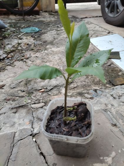 ต้นกล้ามะม่วงหิมพานต์​