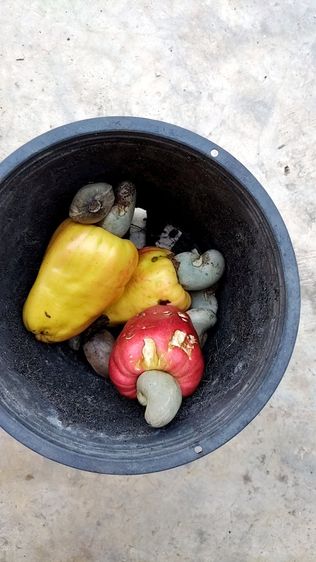 ต้นกล้ามะม่วงหิมพานต์​ รูปที่ 3