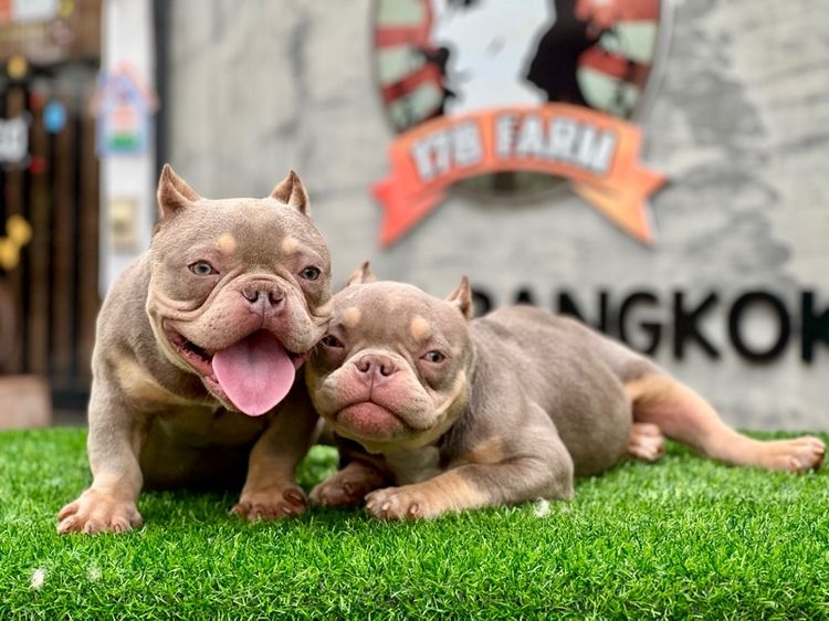 สุนัขสายพันธุ์บลูลี่นำเข้า รูปที่ 16