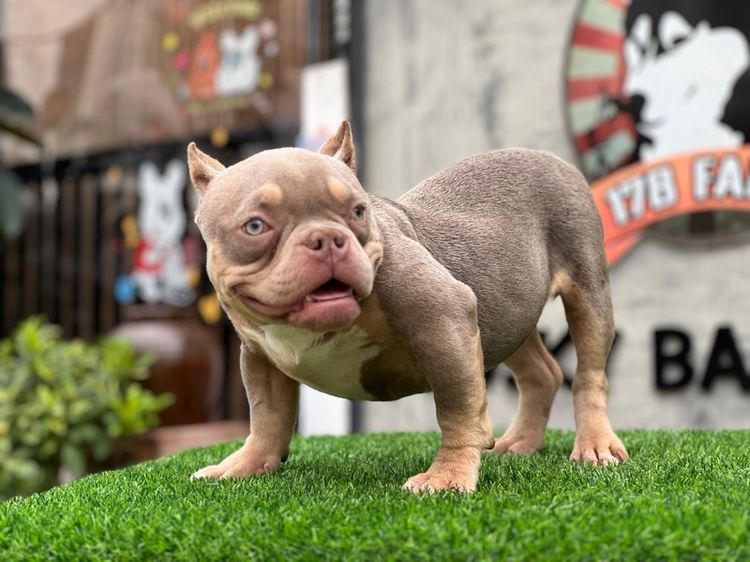 สุนัขสายพันธุ์บลูลี่นำเข้า รูปที่ 18