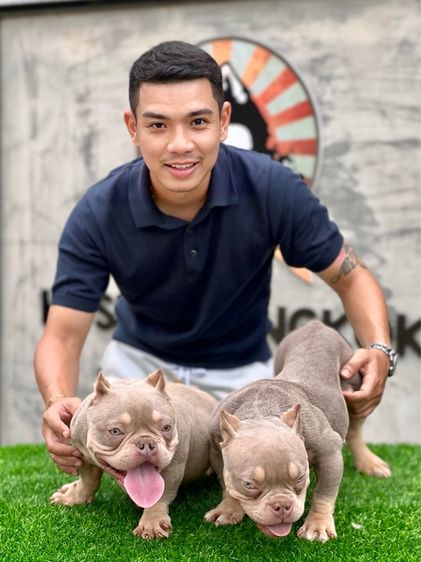 สุนัขสายพันธุ์บลูลี่นำเข้า รูปที่ 15