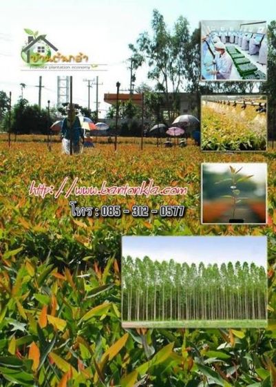 ต้นกระดาษ K7 ยูคาเนื้อเยื่อ รูปที่ 2