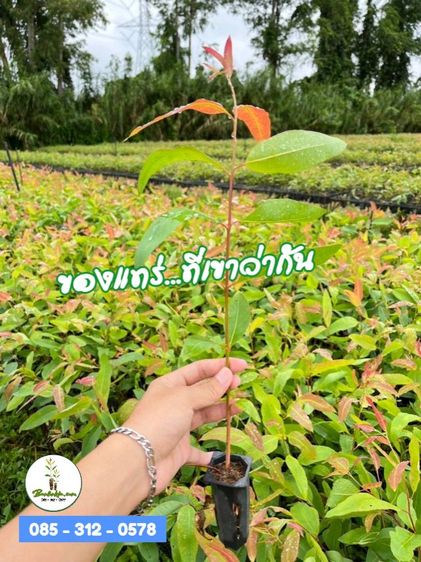 ต้นกระดาษ K7 ยูคาเนื้อเยื่อ รูปที่ 7