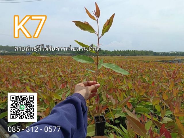 ต้นกระดาษ K7 ยูคาเนื้อเยื่อ รูปที่ 6