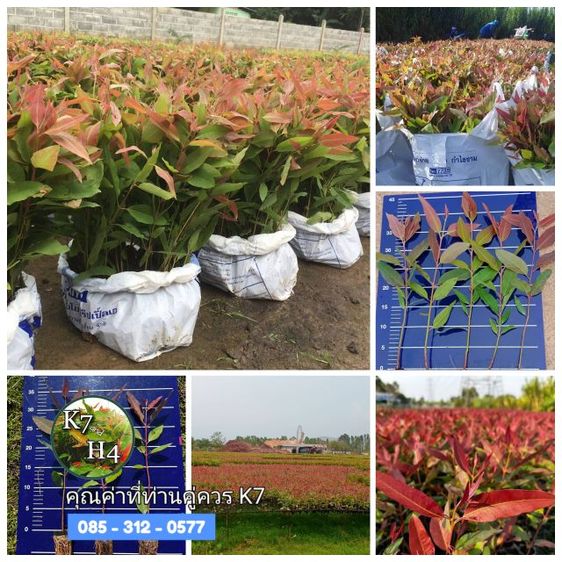 ต้นกระดาษ K7 ยูคาเนื้อเยื่อ รูปที่ 9