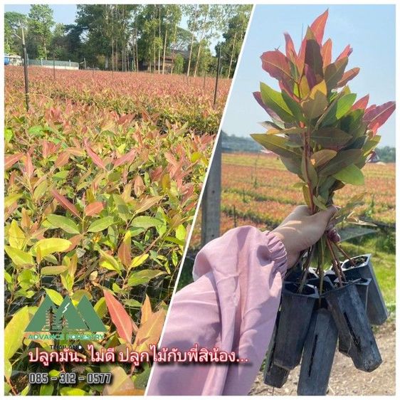 กล้ายูคาK7 ต้นกระดาษพันธุ์แท้  รูปที่ 2