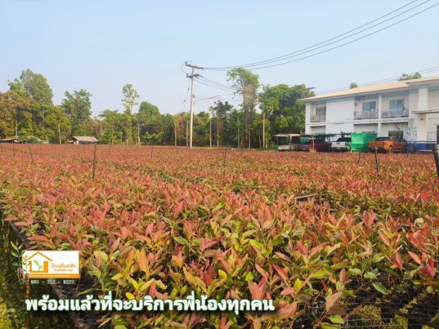 กล้ายูคาK7 ต้นกระดาษพันธุ์แท้  รูปที่ 5