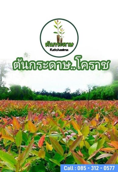 กล้ายูคาK7 ต้นกระดาษพันธุ์แท้  รูปที่ 6