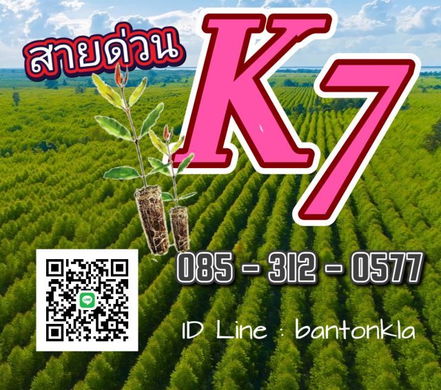 กล้ายูคาK7 ต้นกระดาษพันธุ์แท้  รูปที่ 7