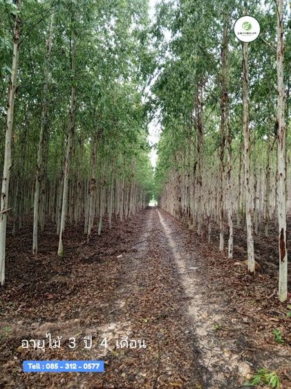 กล้ายูคาK7 ต้นกระดาษพันธุ์แท้  รูปที่ 8