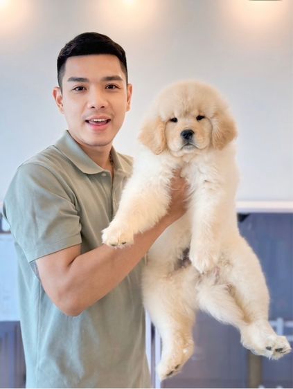 โกลเด้นริทริฟเวอร์นำเข้า