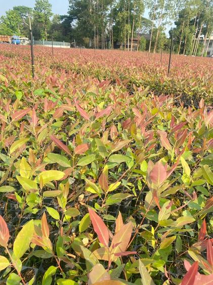 ต้นกระดาษ กล้ายูคาเนื้อเยื่อ K7 รูปที่ 7