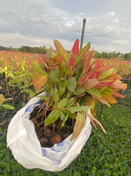 ต้นกระดาษ กล้ายูคาเนื้อเยื่อ K7 รูปที่ 4