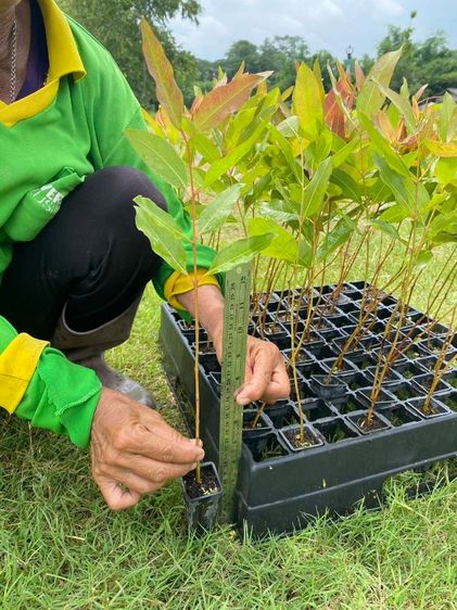 ต้นกระดาษ กล้ายูคาเนื้อเยื่อ K7 รูปที่ 3